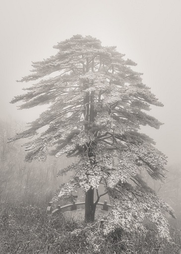 huangshan_9576
